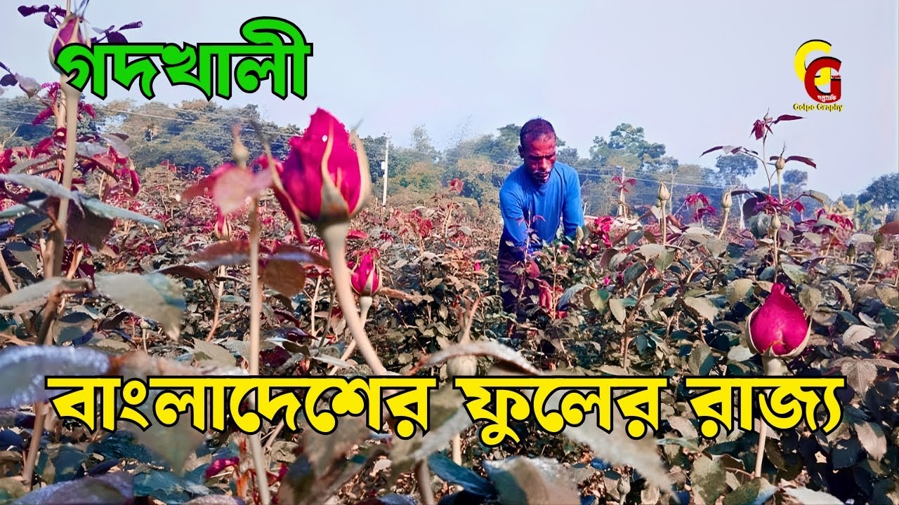 গদখালির সেই বিখ্যাত ফুলের বাগান | Flower Garden Godkhali Jessore