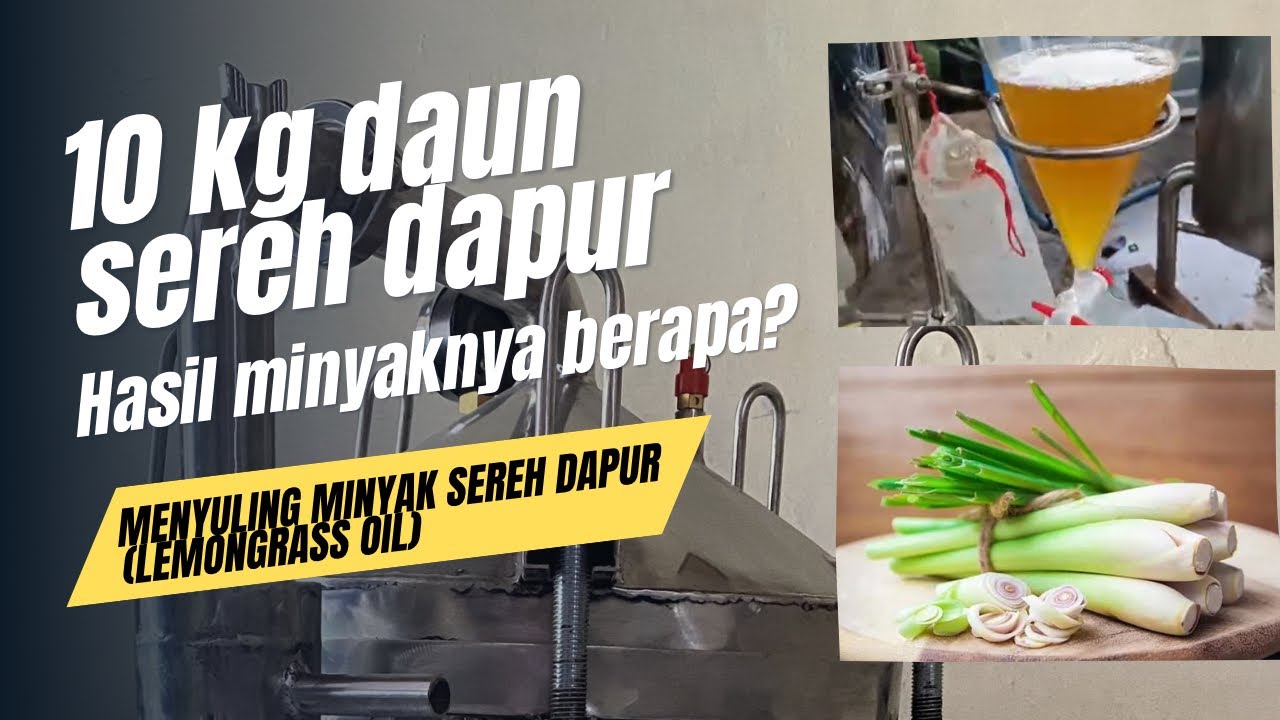 PROSES PENYULINGAN MINYAK ATSIRI SEREH DAPUR LEMONGRASS OIL menggunakan destilasi ukuran 50 Liter