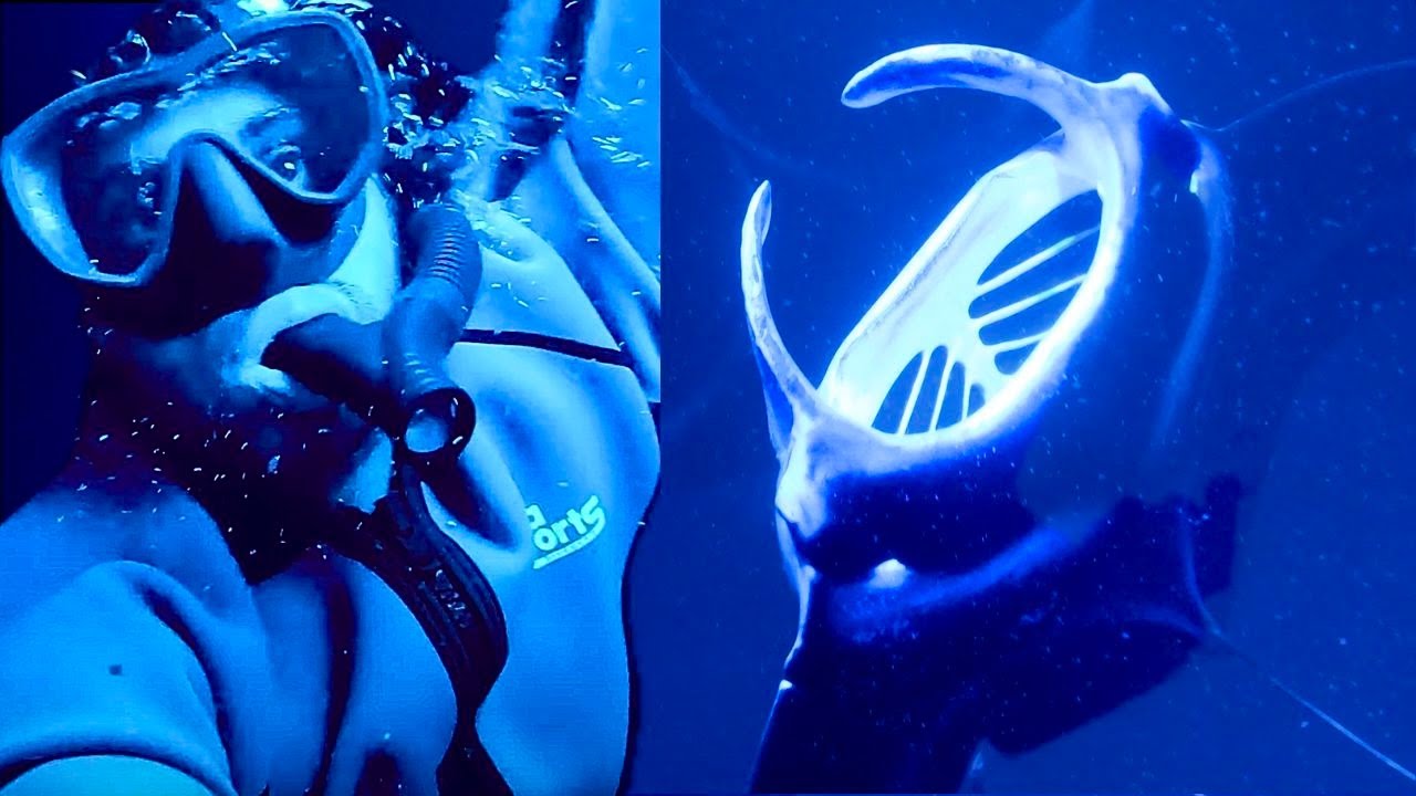 Snorkeling at Night With Manta Rays – Experience With Sea Quest Hawaii