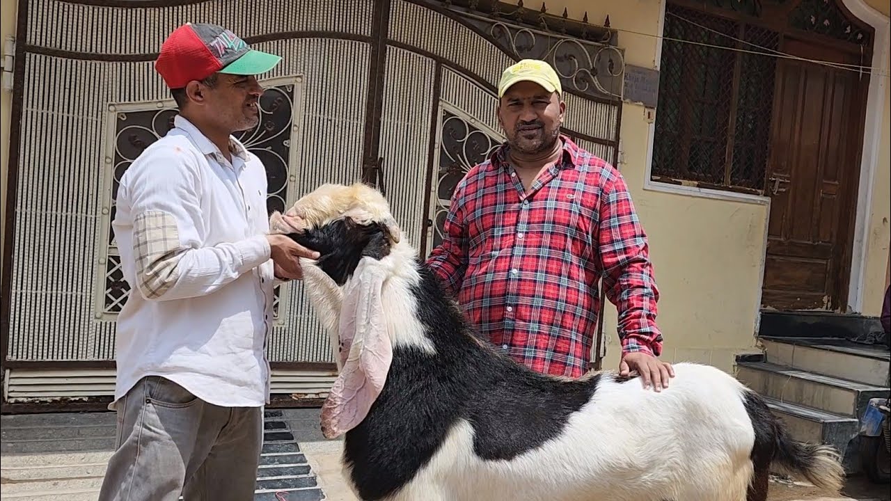 Dil Pasand Of Hyderabad | Top Results Hai Iske | Asif Bhai Hyderabad | Full Gulabi.