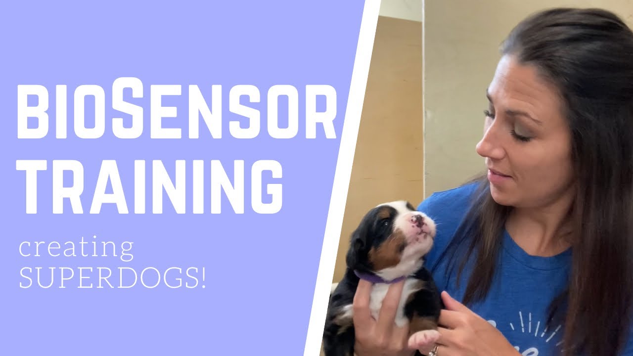 BIOSENSOR TRAINING the puppies!