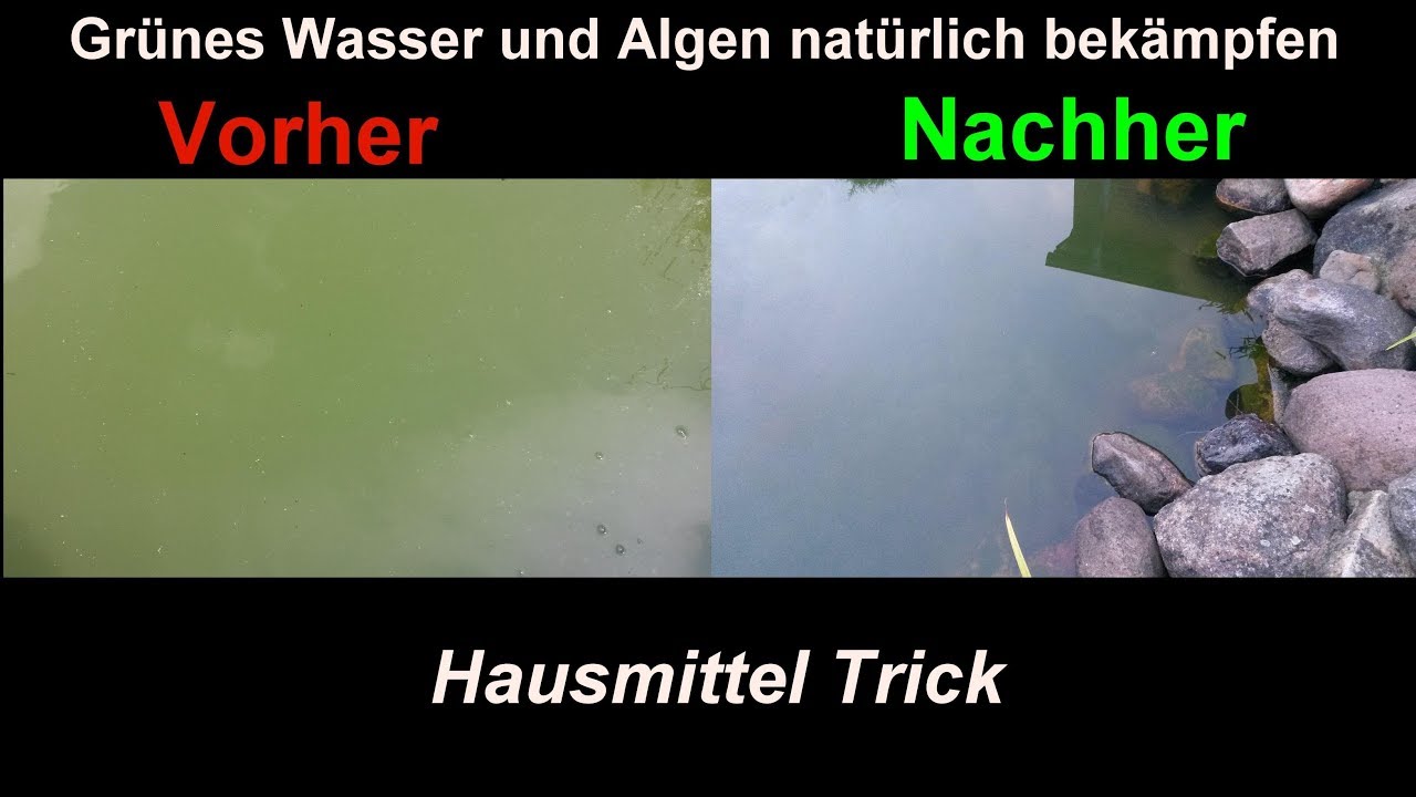 Algen im Gartenteich nat&uuml;rlich & effektiv mit Hausmitteln bek&auml;mpfen  Klares Teich Wasser ohne Chemie