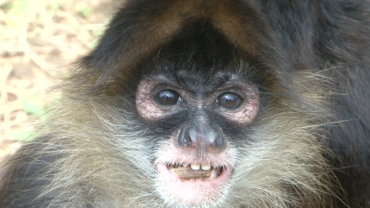 Monkeys, Guayabas and Guavas