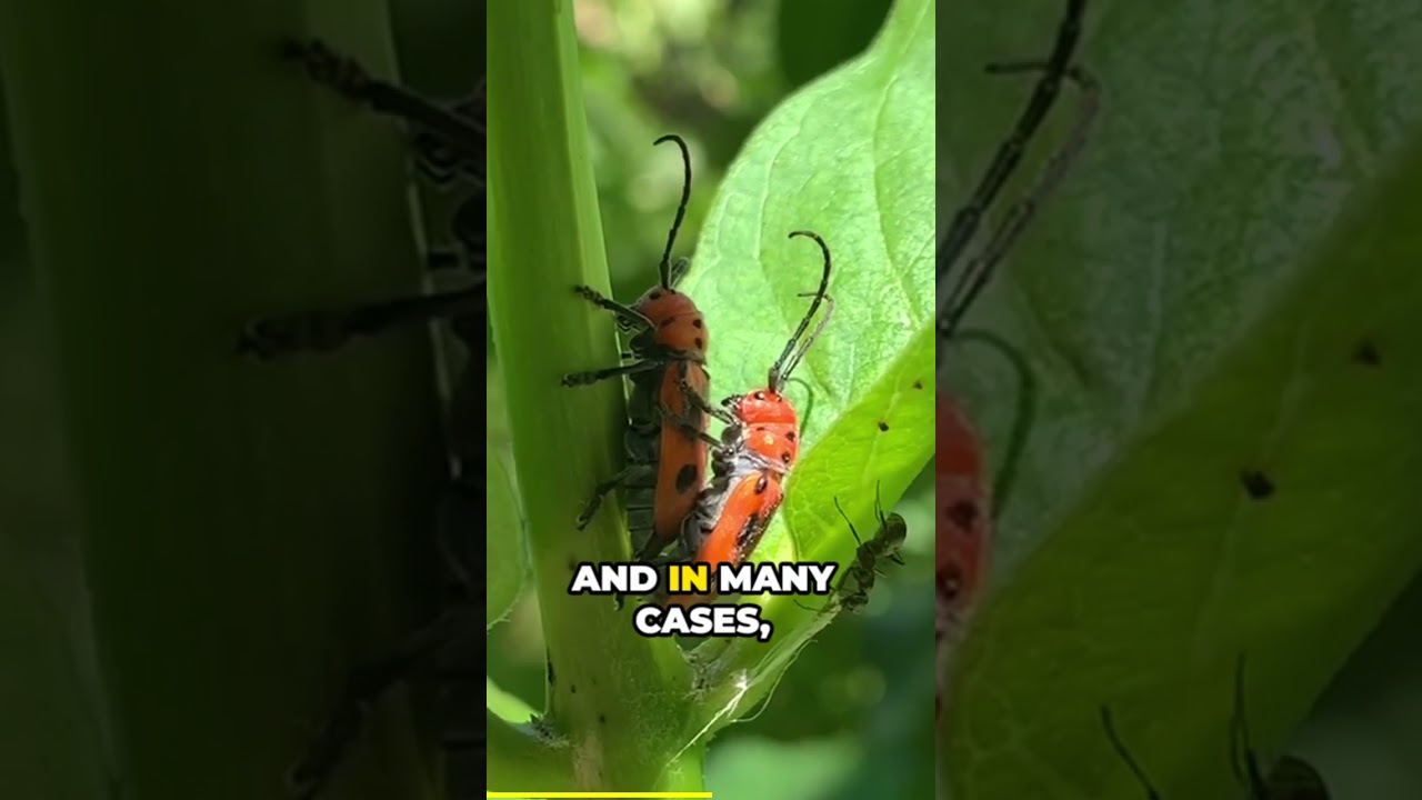 There's More to Host Plants than Caterpillars!