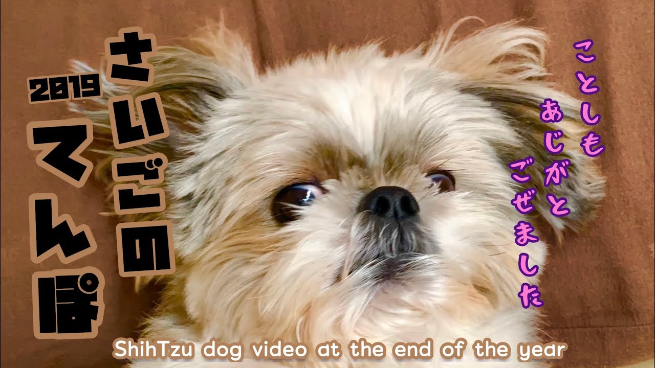 シーズー犬とおじさんの2019年最後の動画