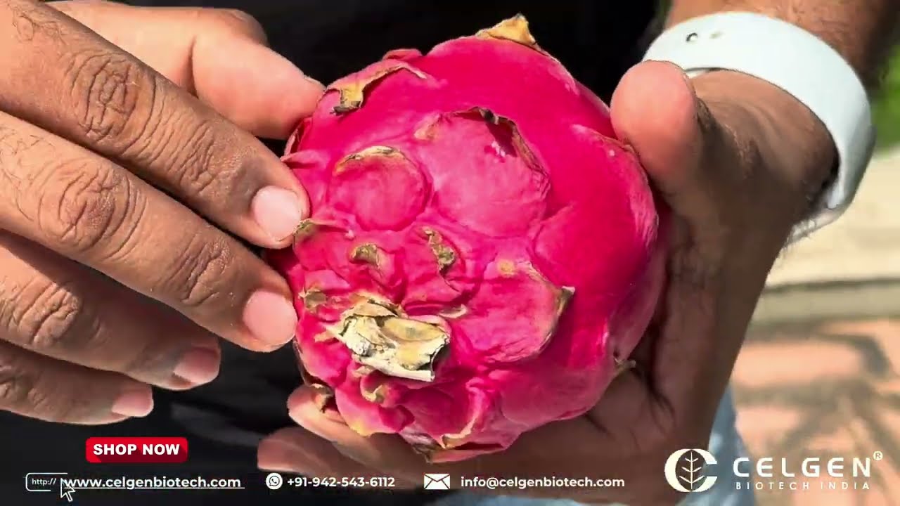 Unlock the Secrets of Dragon Fruit: Exploring Red Laverne and Jumbo Red Varieties!