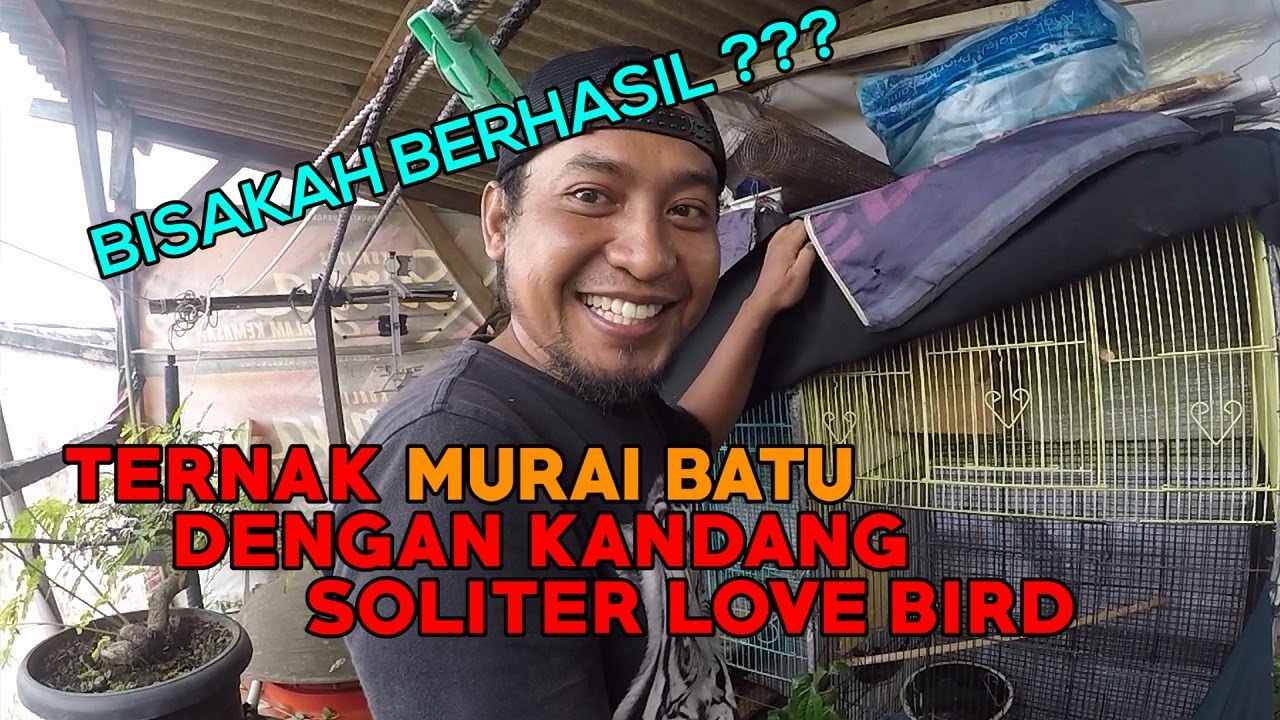 Kang Iman, Sukses Ternak Murai Batu Dengan Kandang Soliter LB