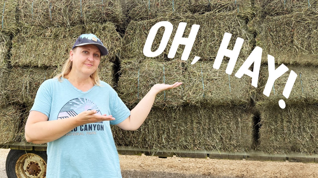 Hay Baling, Nostalgic Farm Photos + Wheat Harvest | Family Farm Life