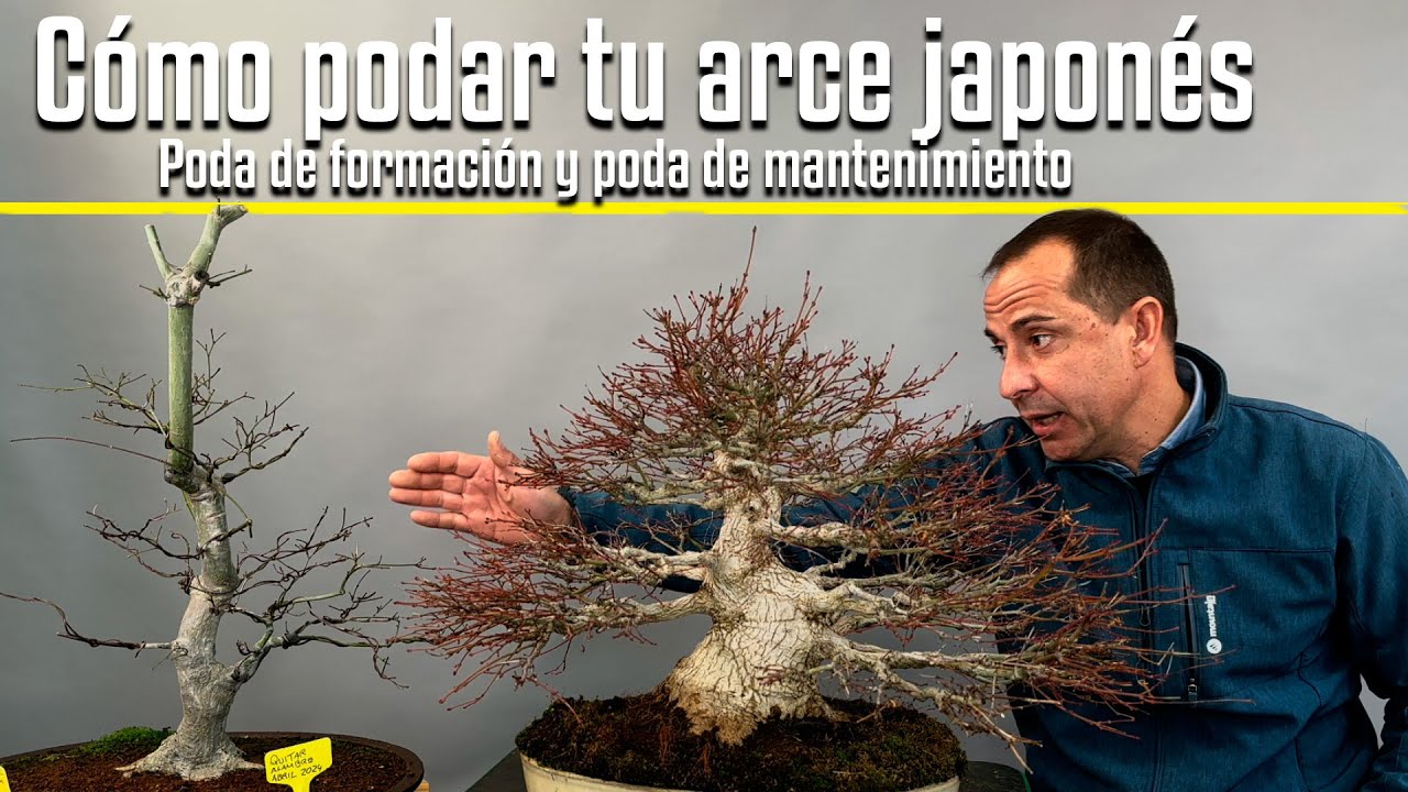 Como podar tu arce japonés, poda de formación y poda de mantenimiento. Primera Parte I