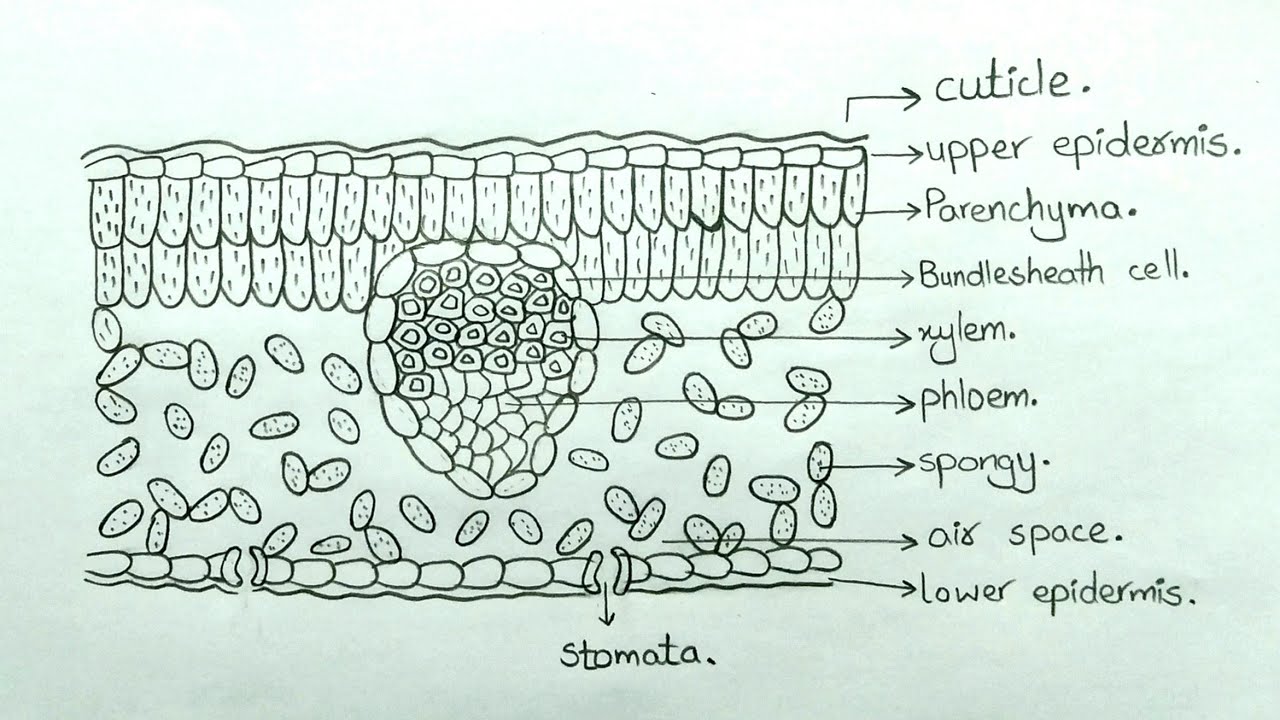 How to draw Internal Structure of Leaf l T.S of Leaf l Labelled Diagram l ES art and craft