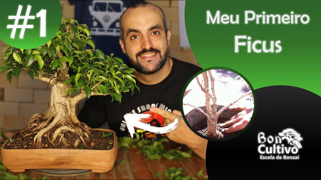Meu Primeiro Ficus!! - Boncultivo Bonsai