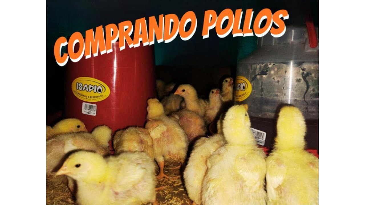 Comprando veinte hermosos POLLITOS (VLOG)