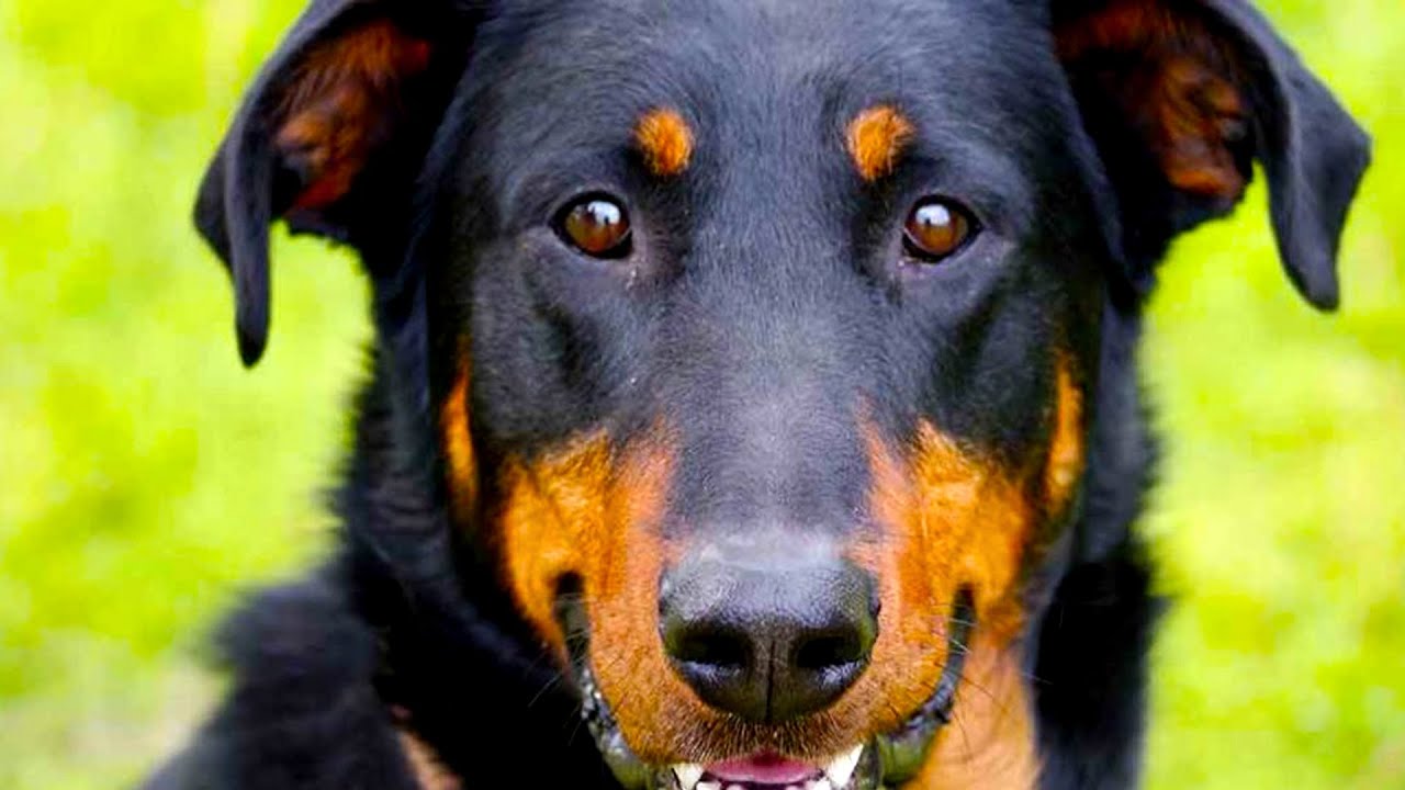 Beauceron - Top Dog Facts You Need To Know
