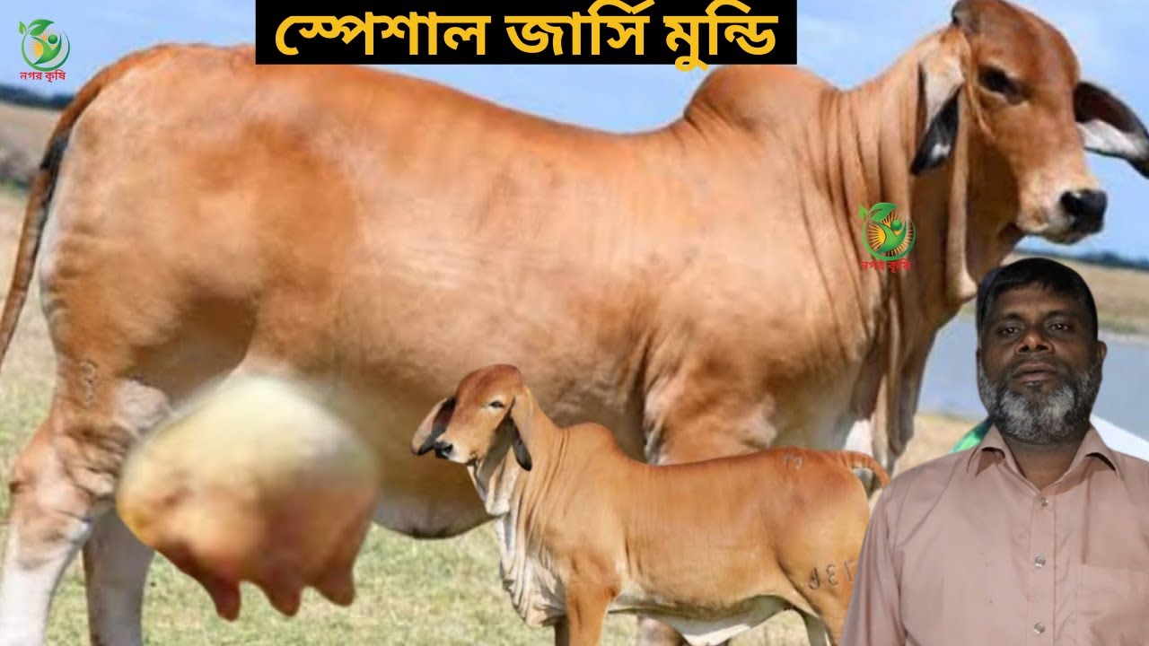 মোশারফ কাকা আকর্ষণীয় জার্সি গাভী কালেকশন দেখুন ! কম দামে ১৮-২২ লিটারের মধ্যে ও বাচ্চা সহ গাভী কিনুন