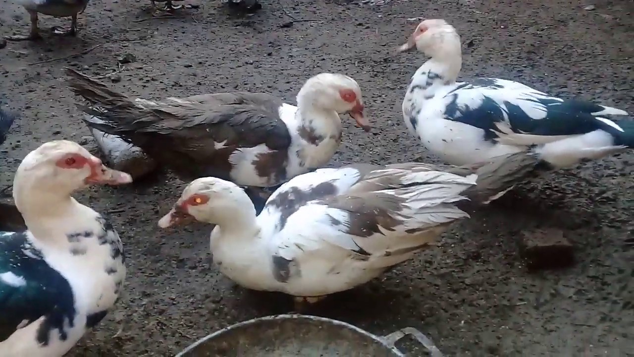 LAL ORDEKLER HAQQINDA BIR NECE MELUMAT