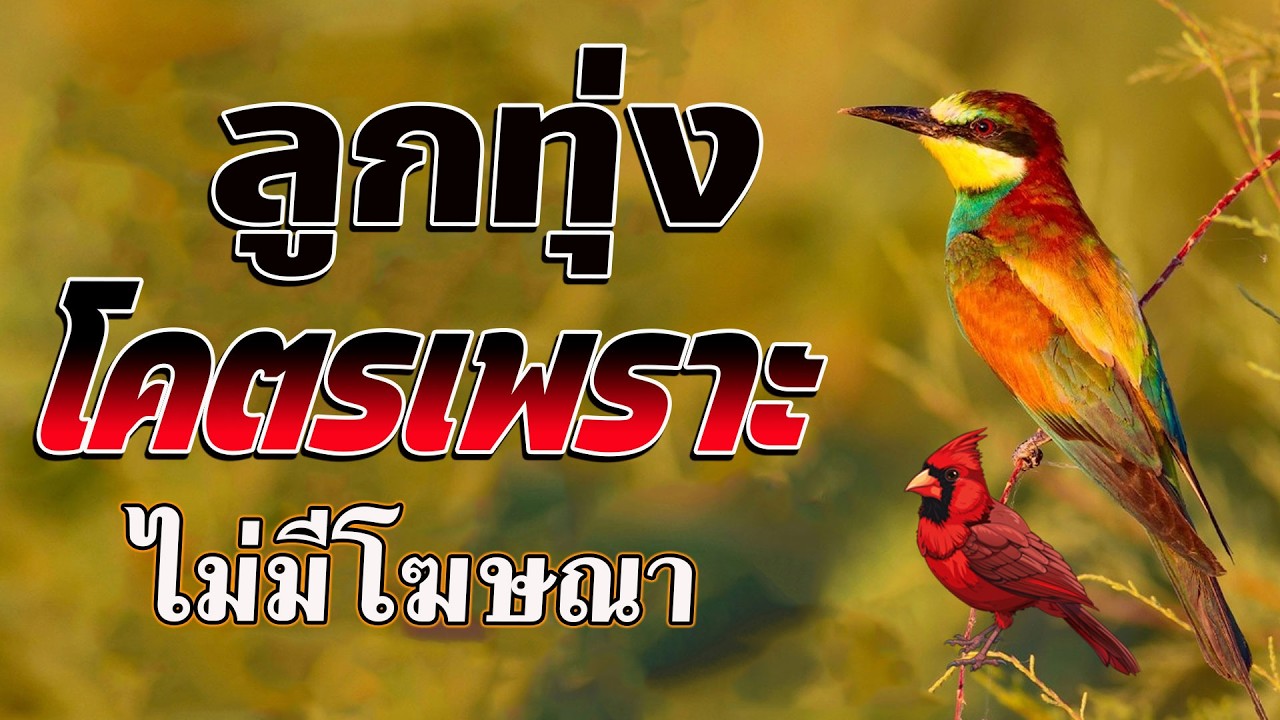ลูกทุ่งรวมเพลงเพราะมาก : รวมเพลง ลูกทุ่งฮิตที่สุด ฟังต่อเนื่อง #เพลงลูกทุ่งมาแรง ไม่มีโฆษณา