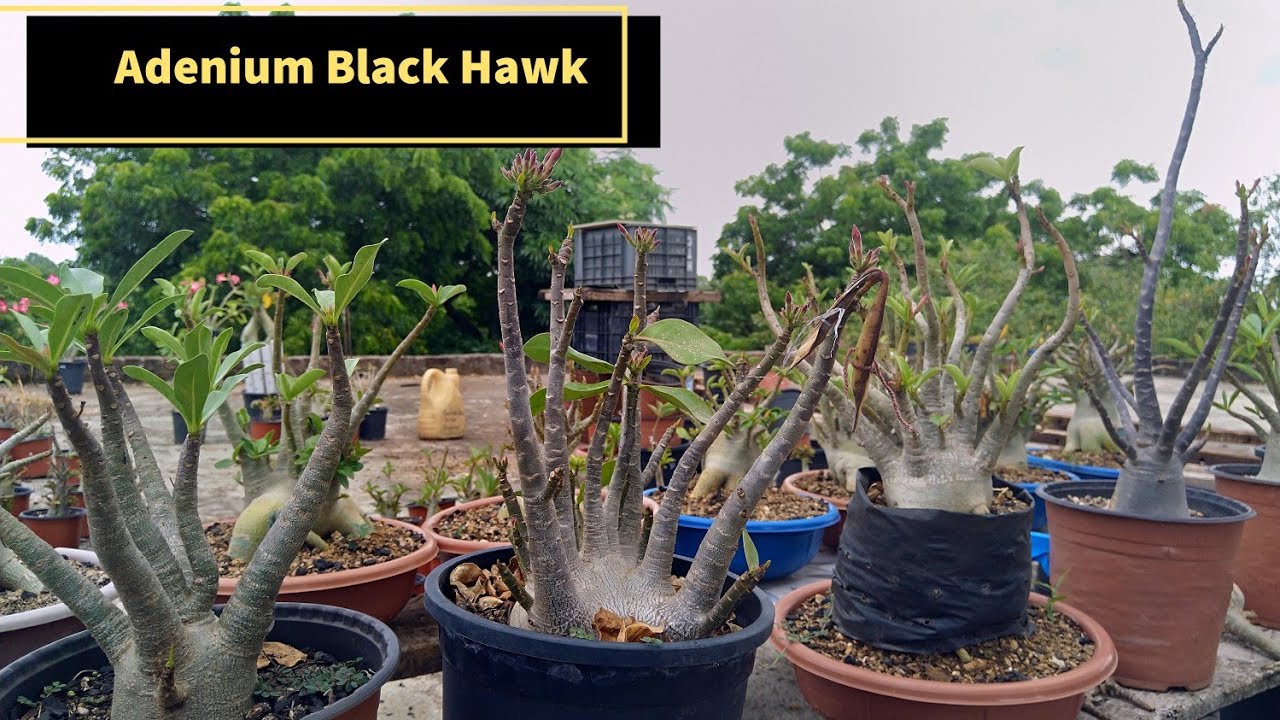My First Adenium black hawk seeds | Adenium Arabicum  Black hawk | Black adenium variety