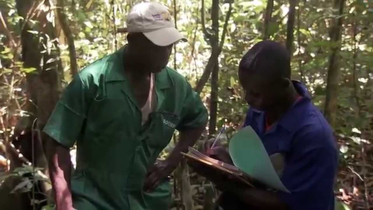Gestion durable des forêts en République démocratique du Congo (version courte)