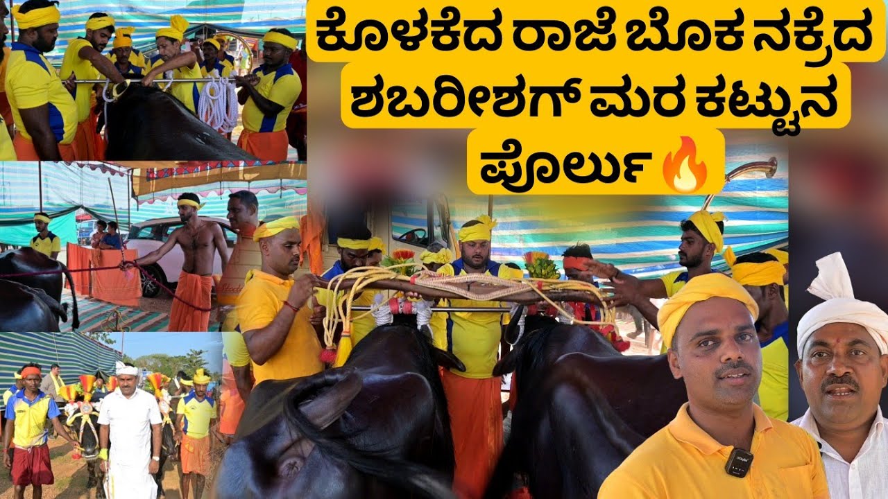 Puttur Kambala 2026‼️ ಕೊಳಕೆ ರಾಜೆ ಬೊಕ ನಕ್ರೆದ ಶಬರೀಶಗ್ ಮರ ಕಟ್ಟುನ ಪೊರ್ಲು🔥Kolake raaje + nakre shabarishe