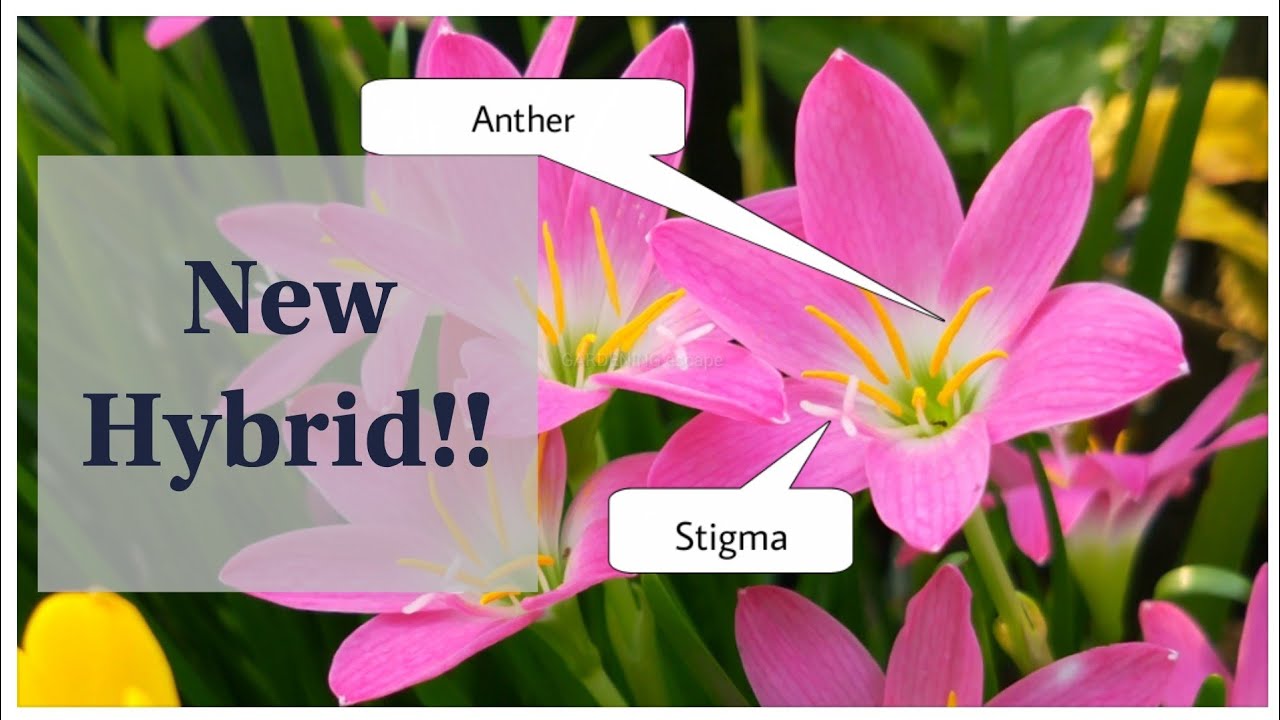 How To Cross Pollinate Rain Lily | Create New Rain Lily Hybrid | Hand Pollination & Seed Collection