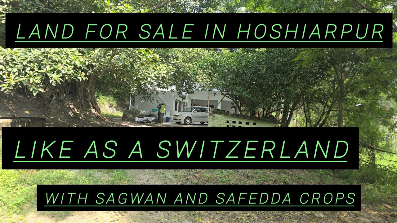 50  Acre land for sale in dasuya hoshiarpur punjab with safedda nd sagwan tree 9316167007