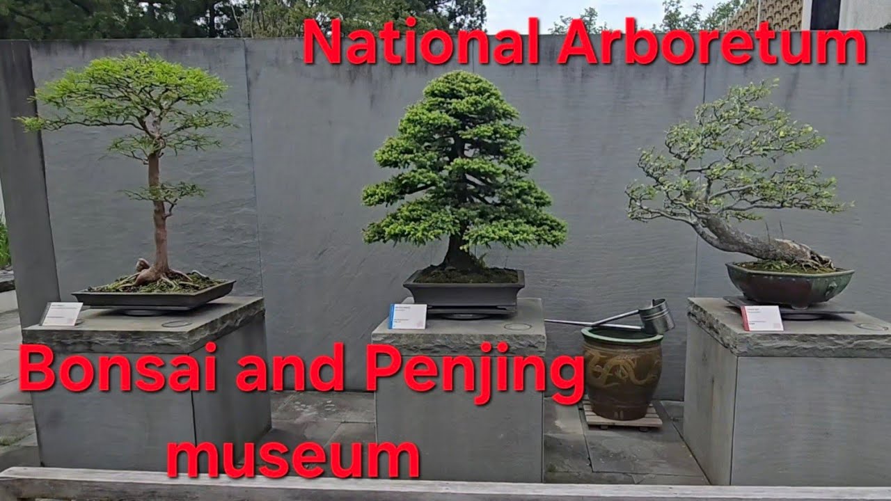National Bonsai and Penjing  Museum full tour