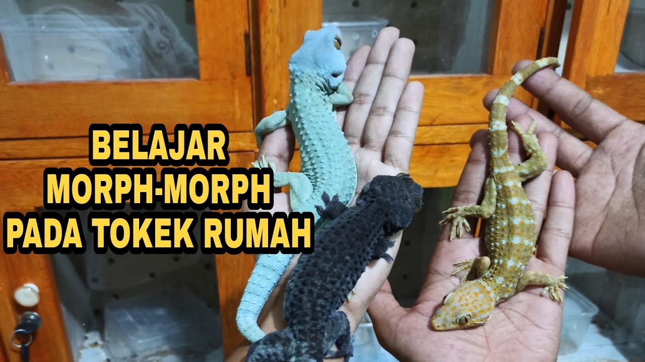 GECKO VLOG #55 BELAJAR MORPH TOKEK RUMAH