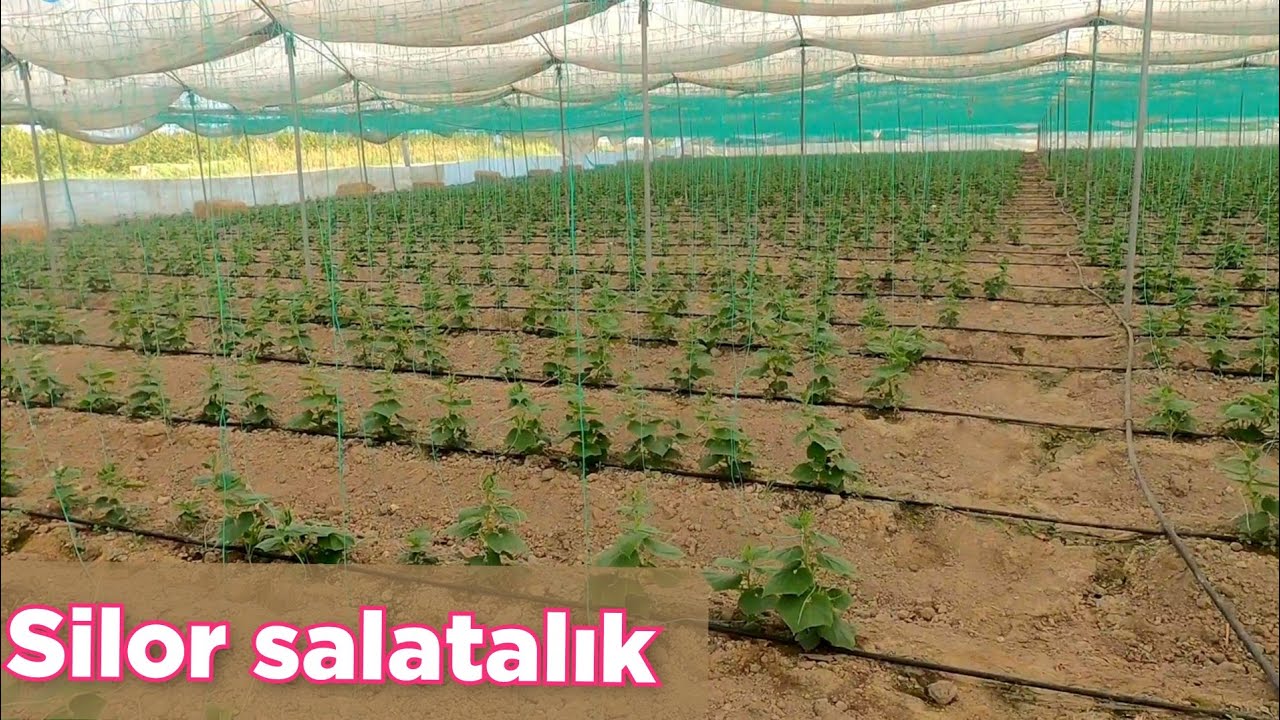 sera silor salatalık yetiştiriciliği hat arası ve hat üzeri mesafe