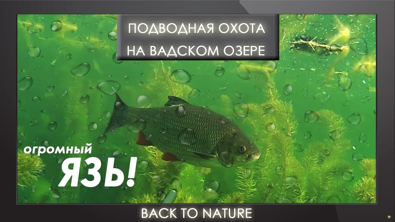 Подводная охота на Вадском озере. Трофей - огромный ЯЗЬ!