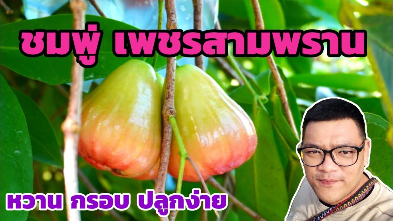 ชมพู่ เพชรสามพราน ปลูกง่าย รสชาติดี หวานกรอบ อร่อยมาก มีกิ่งพันธุ์จำหน่าย  | พี่ต้อม เกษตรอินทรีย์