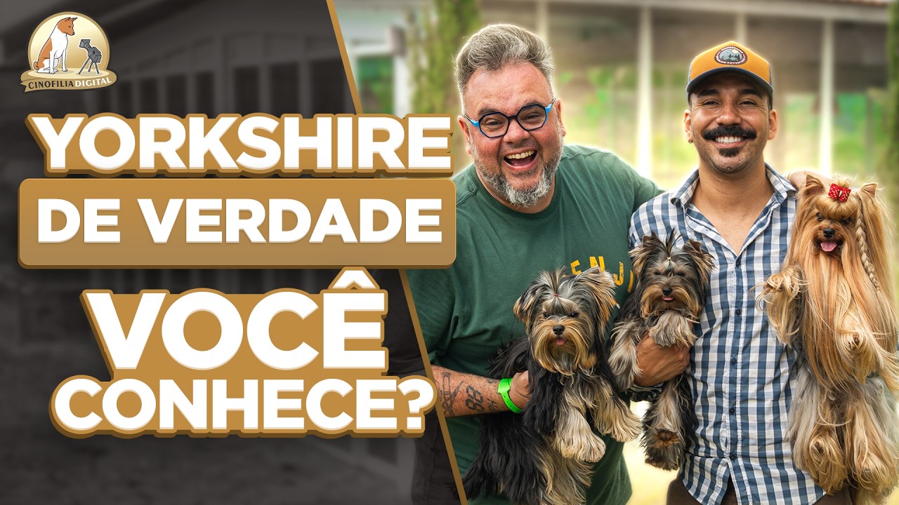 Yorkshire Terrier | Cuidados, Saúde e Criação | Cinofilia Digital