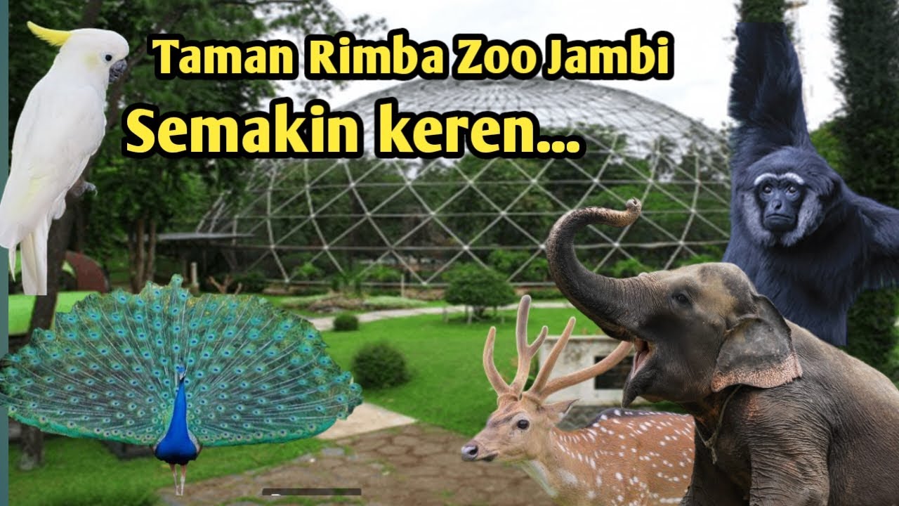 kebun binatang taman rimba jambi semakin elok... 