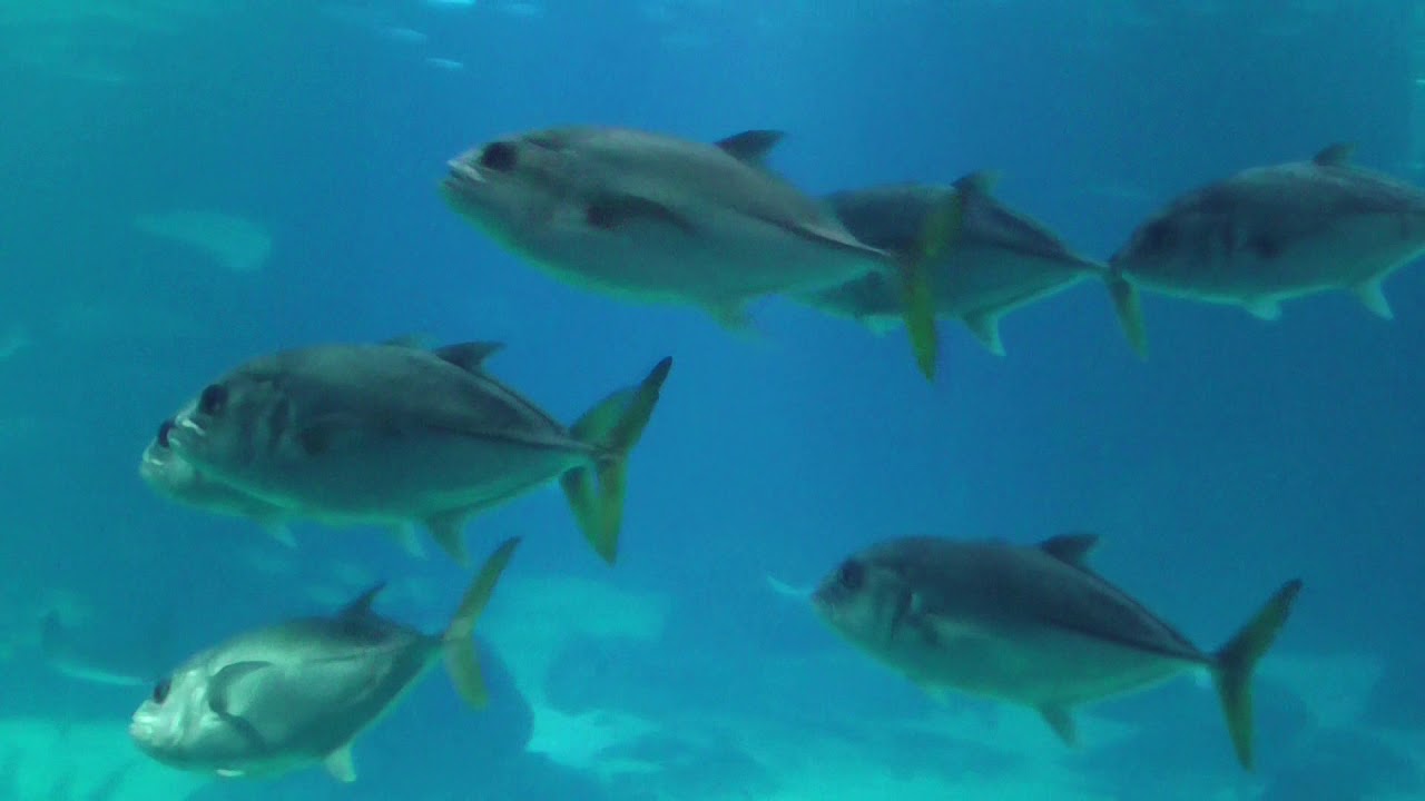 Lisbon Oceanarium