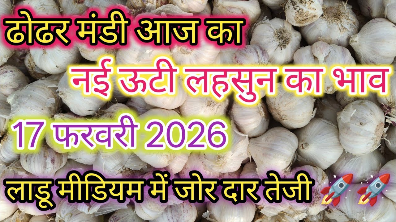 ढोढर मंडी आज का लहसुन का भाव / today garlic rate / 17 फरवरी 2026 