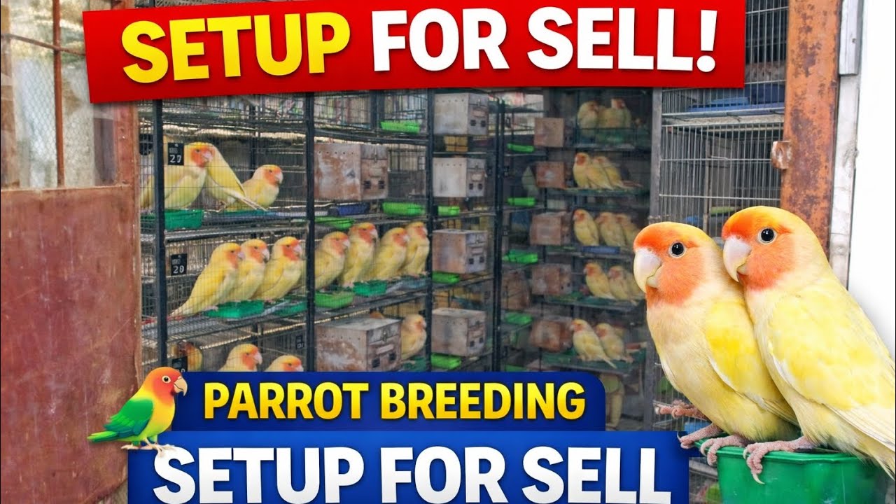 LOVE BIRDS SETUP FOR SALE IN CHEEP PRICE | 03463005190