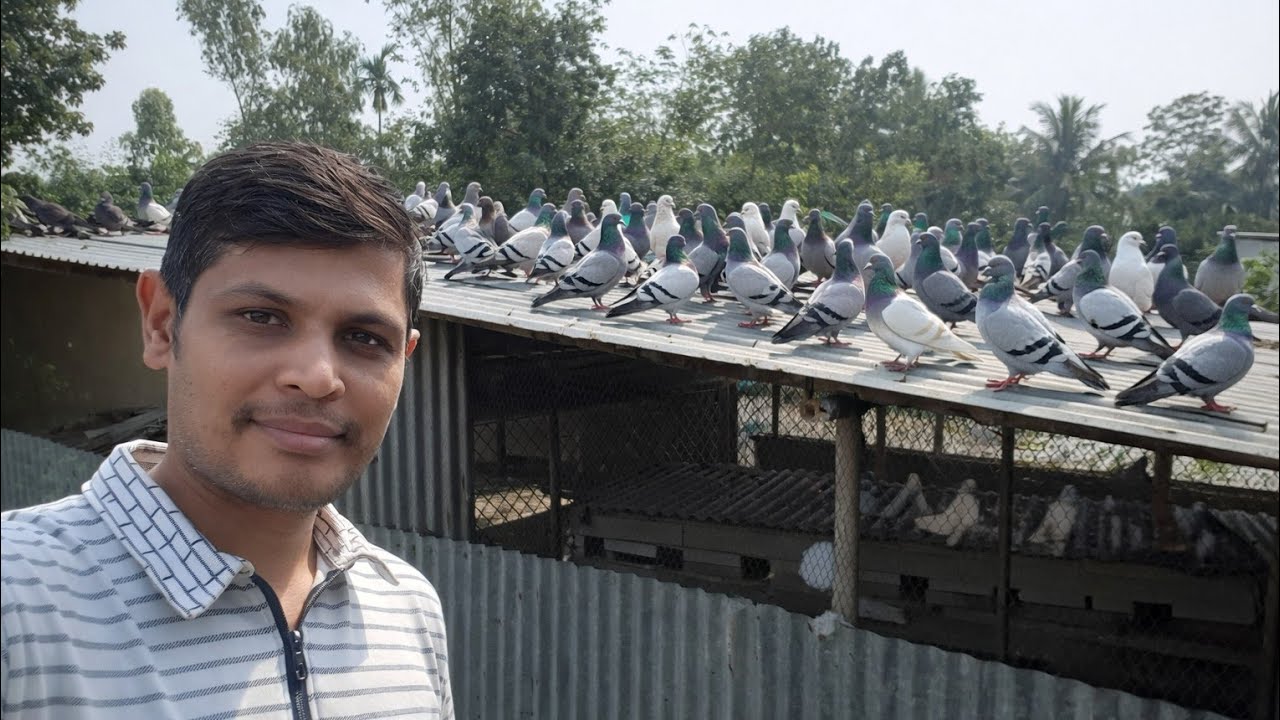 সকালবেলা টিনের ঘরের চালে কবুতর  Peaceful Morning Pigeon on Tin Roof, shahinur travels vlog