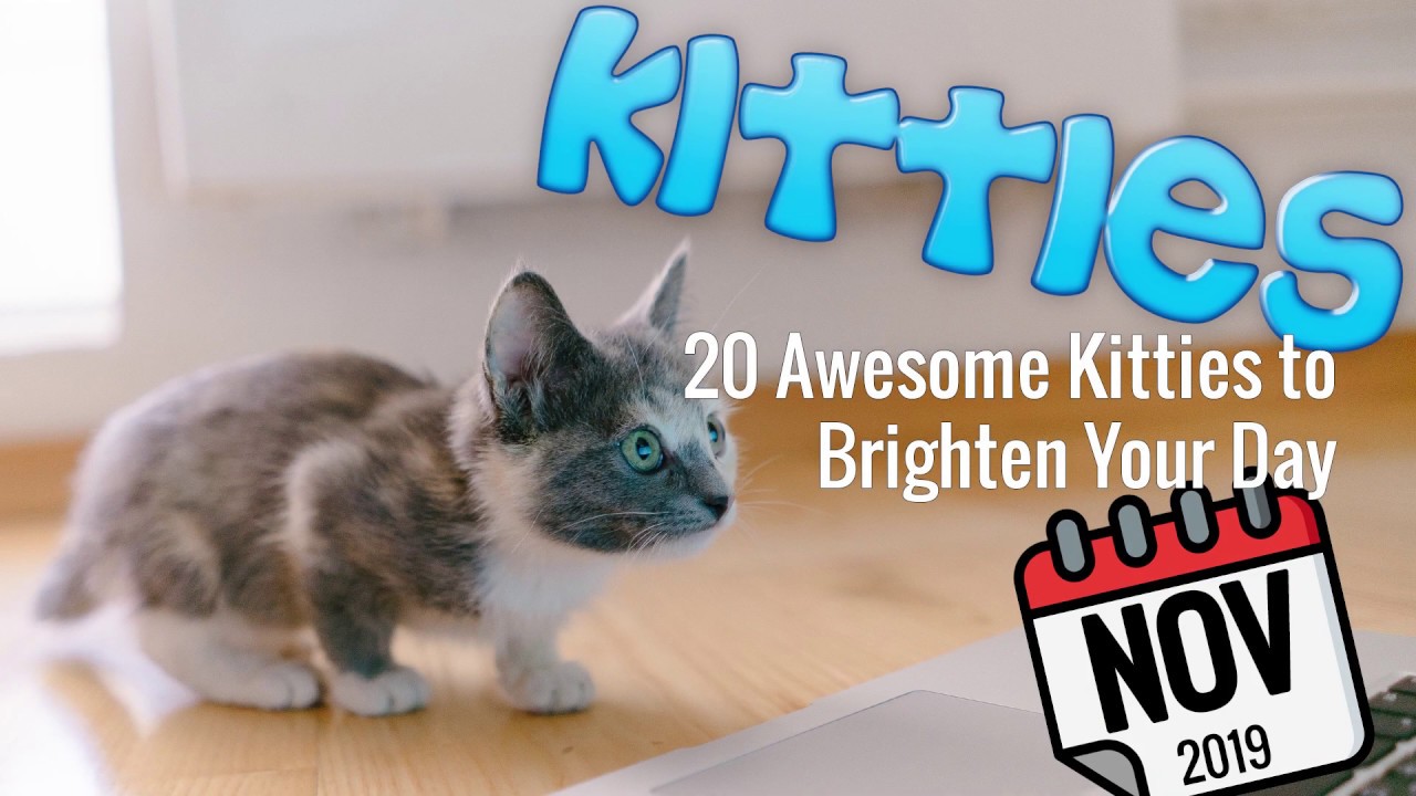 🐱 Adorable Cats and Kittens | Nov 2019 | Many Kitty Breeds!