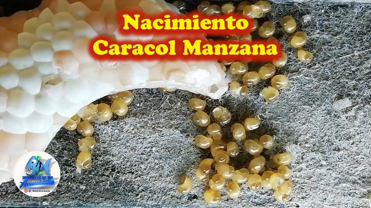 Nacimiento de Caracol Manzana