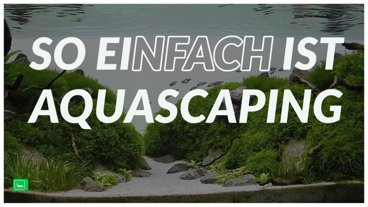 AQUARIUM EINRICHTEN STEP BY STEP | So machst Du ein perfektes Aquascaping Aquarium | GarnelenTv