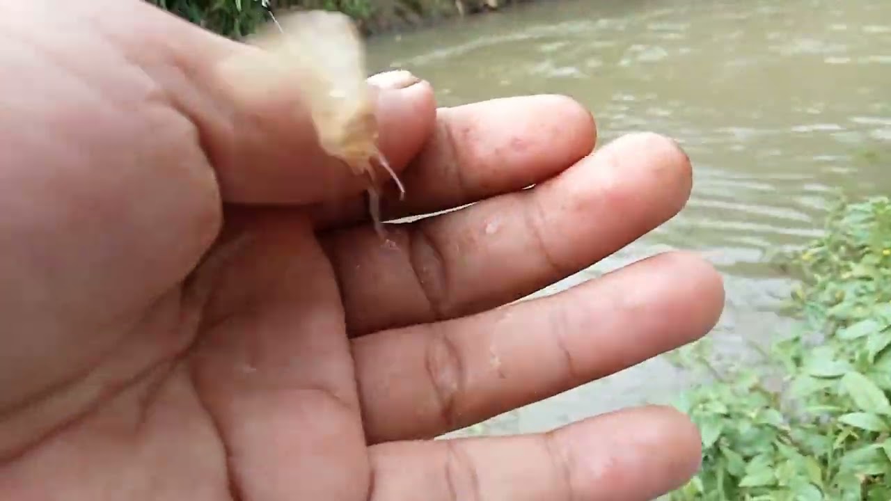 Mancing Udang Di sungai seru skali