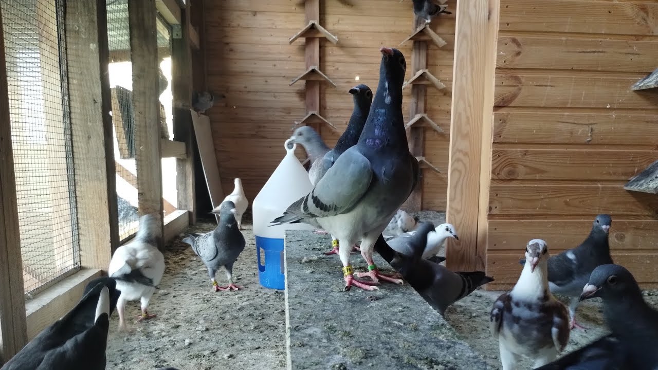 #18 Zaczynamy przygodę - Obloty, obloty, obloty!!! 🕊️🕊️🕊️ Część I (poniedziałek)