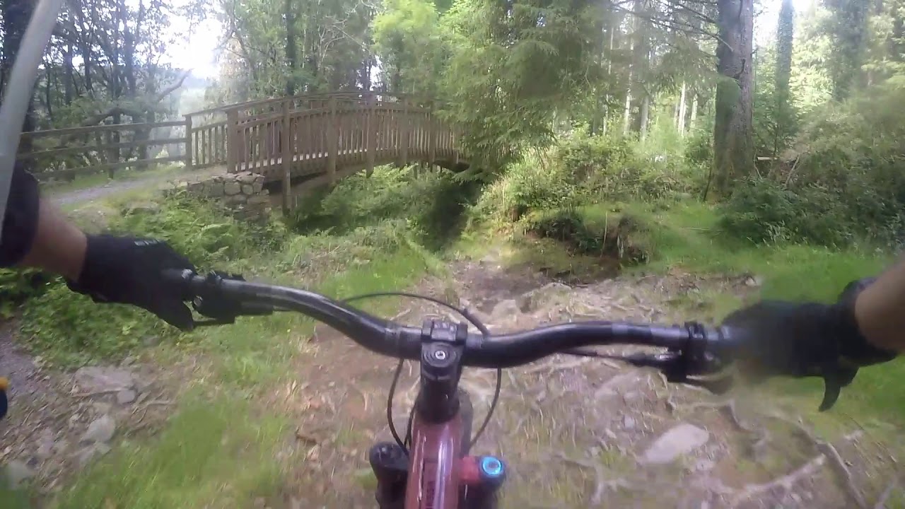 Coed y brenin