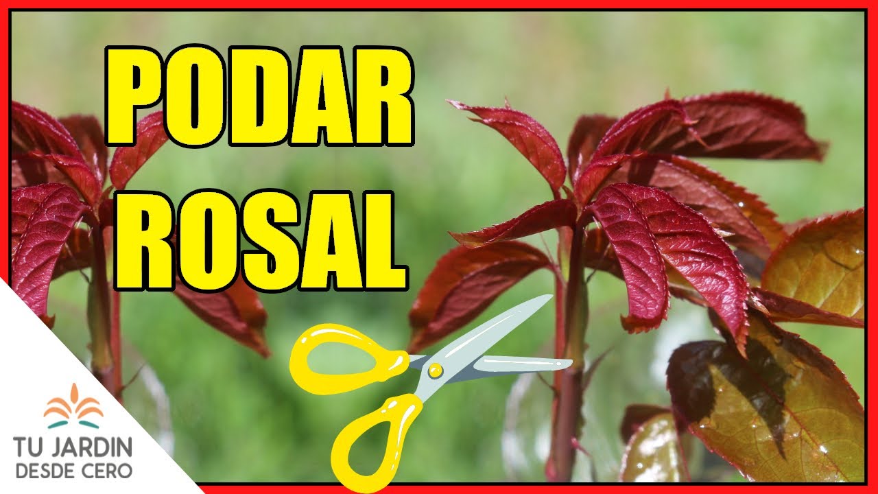🌹 Cómo PODAR el ROSAL [ Poda de los ROSALES en invierno] ✂️ ¡¡CONSIGUE VIGOROSAS ROSAS!!