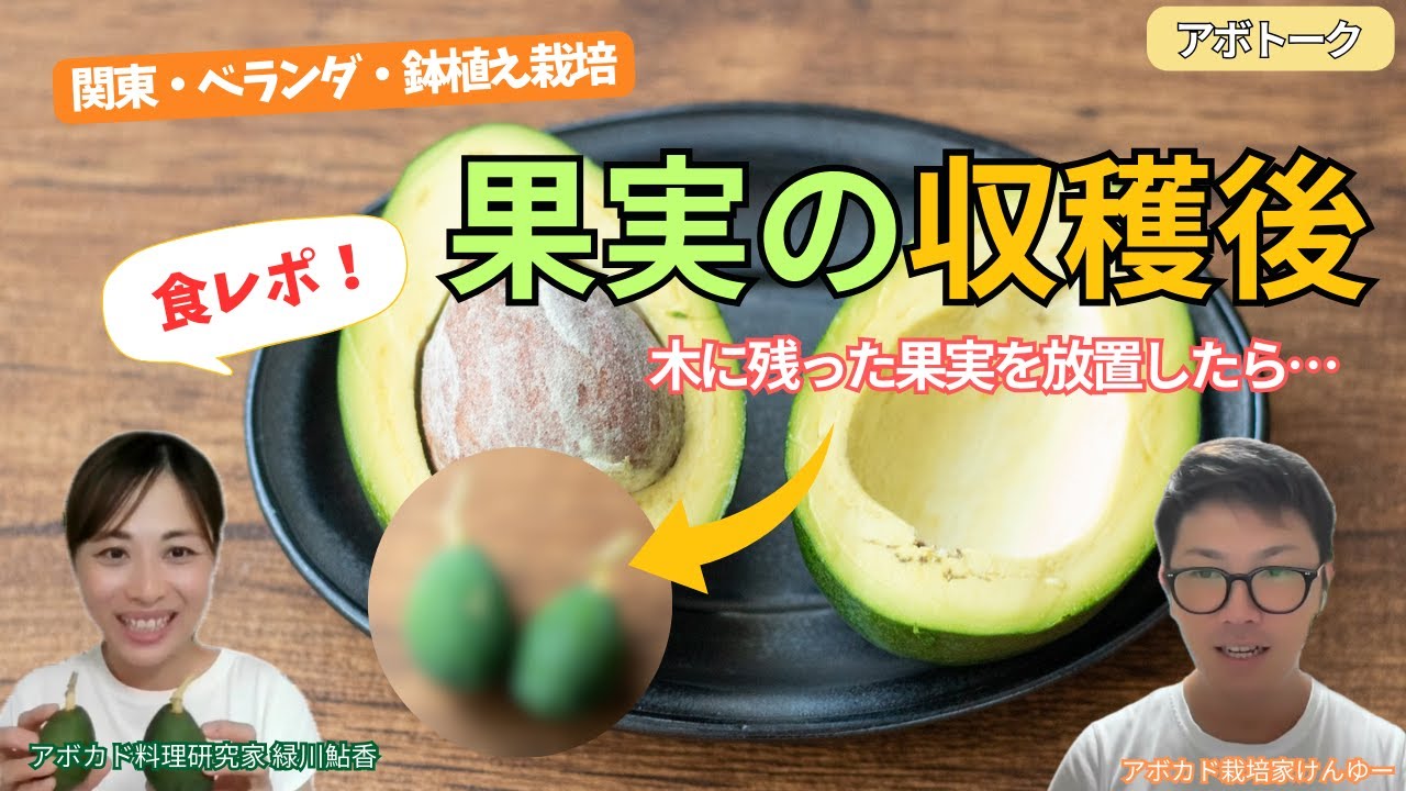 【鉢植えアボカド】収穫後の食レポ！果実が実った状態で放置したら・・