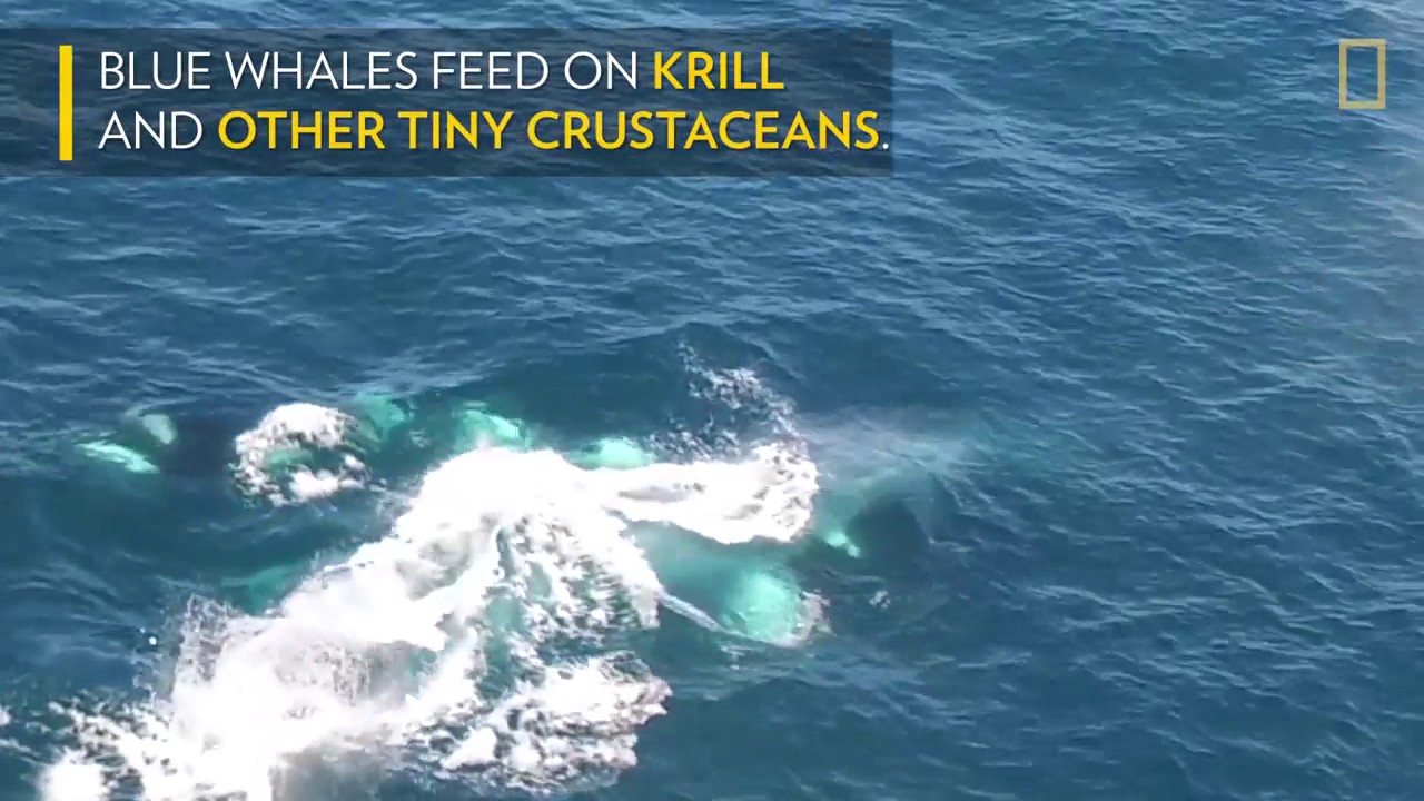 Watch: Killer Whales Charge Blue Whale (Rare Drone Footage) | National Geographic