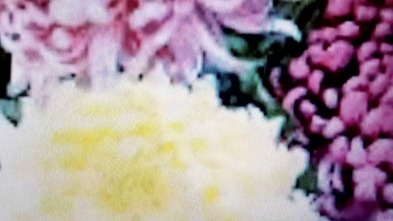 Plante care purifica aerul