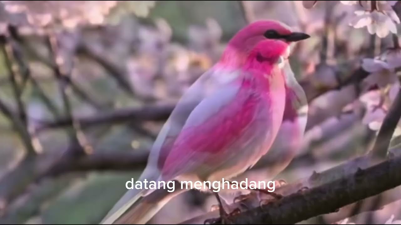 Kasih Tak Pernah Gugur | Lagu Rohani Kristen Terbaru 2026