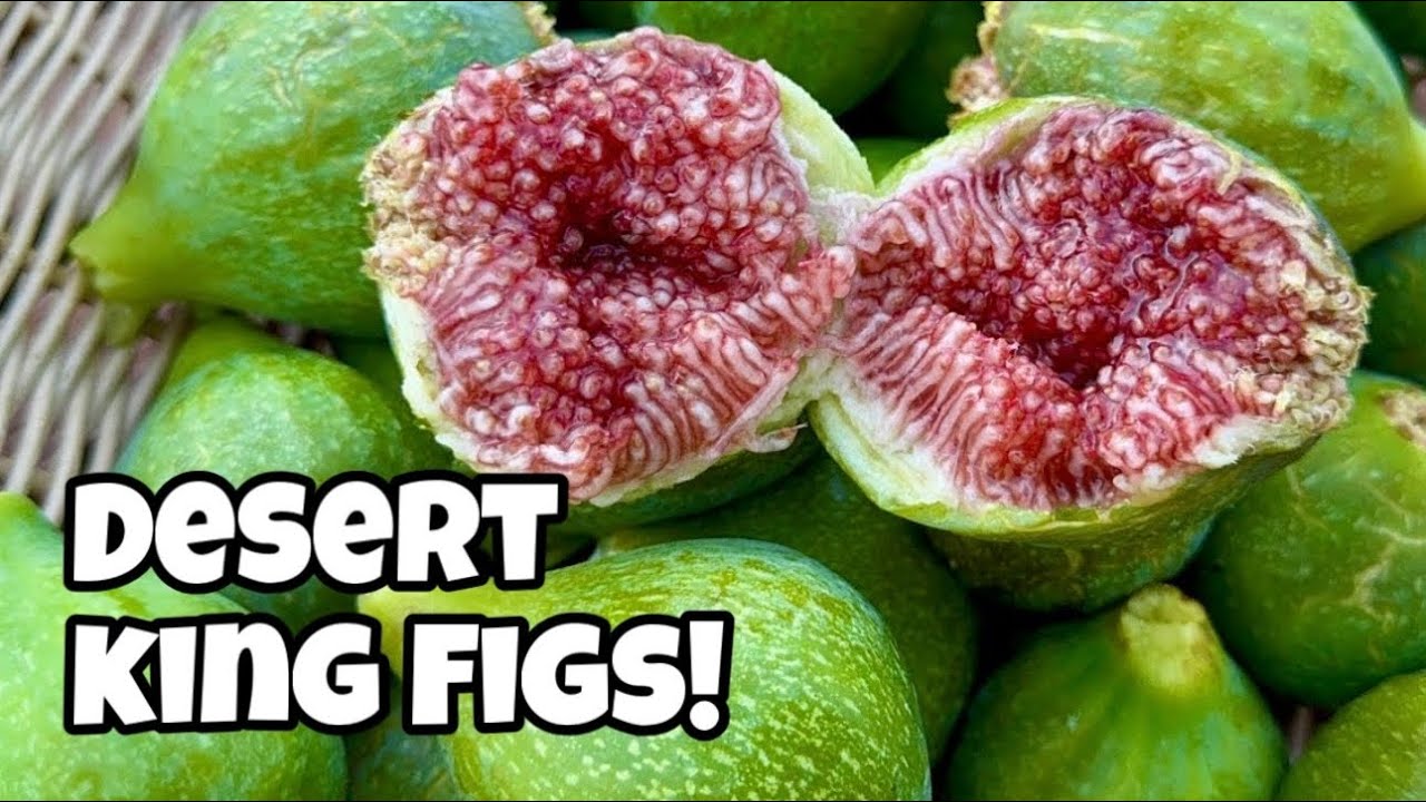 When to Harvest Figs | Desert King Fig Harvest! 