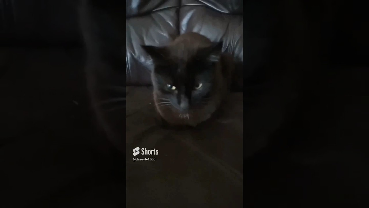 Loaf of Irish Pride 🍞☘️