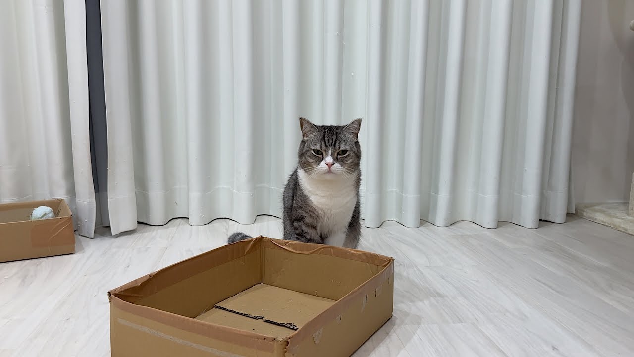 雨降ってるのに散歩連れて行けと訴えてくる猫に困ってます&hellip;
